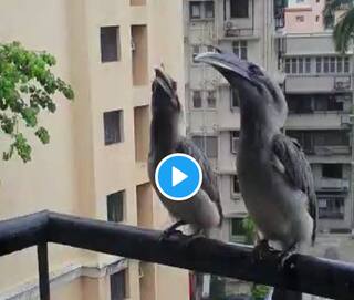 Video of Rare Indian Grey Hornbill Birds Sitting on a Mumbai Balcony Goes Viral, Netizens Are Fascinated | Watch