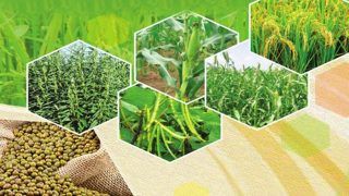 खरीफ फसलों की MSP में 4 से 9 फीसदी की बढ़ोतरी, धान का एमएसपी 100 रुपये क्विंटल बढ़ा