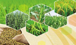 खरीफ फसलों की MSP में 4 से 9 फीसदी की बढ़ोतरी, धान का एमएसपी 100 रुपये क्विंटल बढ़ा