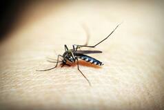Delhi Reports 97 Cases Of Dengue; 45 Malaria This Year; 27 Cases Reported Last Week