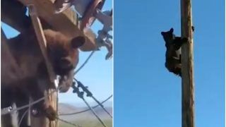 Viral Video: Bear Climbs Electric Pole & Gets Stuck in Wires, Causes Power Outage For 15 Minutes | Watch