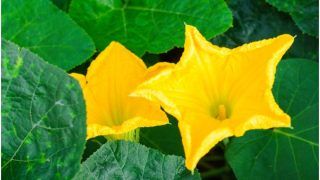 Pumpkin Flower Benefits In Hindi: सिर्फ कद्दू ही नहीं, इसके फूलों का भी जरूर करें सेवन, मिलेंगे कई चमत्कारी फायदे