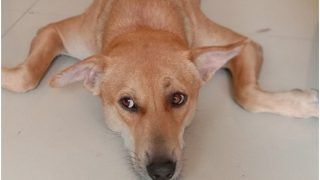 Animal Cruelty: 150 Stray Dogs Buried Alive in Karnataka's Shivamogga District, Case Filed