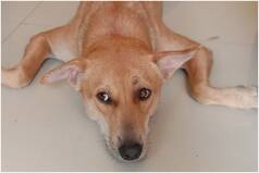 Animal Cruelty: 150 Stray Dogs Buried Alive in Karnataka's Shivamogga District, Case Filed