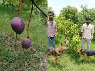 Miyazaki Mangoes: MP Couple Hires 4 Security Guards, 6 Dogs To Protect Two Mango Trees, The Reason Will Leave You Stunned