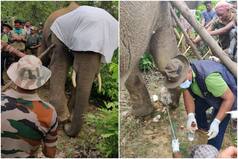 Injured Elephant Tranquilized, Iron Chain Removed From Leg After 10-Hour Surgery in Bankura | Watch