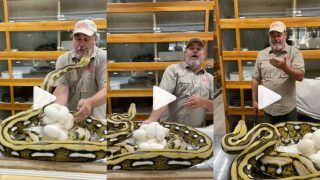 Viral Video: Zookeeper Gets Bitten by Python 'Right on the Face' While Trying to Take its Eggs for Hatching | WATCH