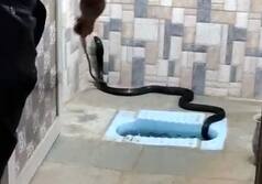 Rajasthan Man Goes to Bathroom to Freshen Up, Spots 8-Feet-Long Cobra on Toilet Seat | See Pics