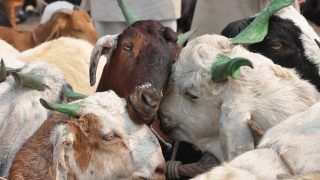 No Sacrificing of Banned Animals, No Gatherings of Over 50: UP Govt Issues Directives For Bakrid 2021