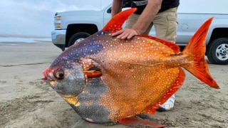 Unusually Rare & Stunning 'Moonfish' Weighing 45 Kg Washes up On US Beach | See Pics
