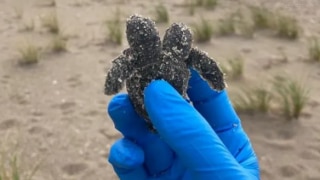 Rare Two-Headed Sea Turtle Spotted on US Beach, Pictures Intrigue Social Media Users