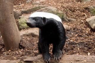 Rare Honey Badger Spotted in Odisha's Jagatsinghpur, Triggers Panic Among Villagers