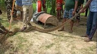 16-Feet-Long Python Found in Sugarcane Field in UP's Lakhimpur Kheri, People Take Selfies With It
