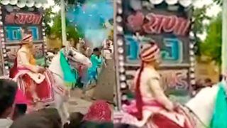 Viral Video: Wedding Horse Runs Away With Groom, Baaratis Chase Them For 4 Kms | Watch