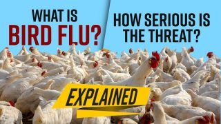 Bird Flu Explained: Symptoms, Risk Factors And More by Dr. Ankita Baidya Manipal Hospitals