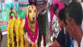 Dog Statue: मर गया पालतू कुत्ता तो उसकी याद में बनवाई प्रतिमा, पूरा परिवार रोज करता है पूजा