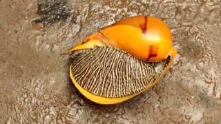 Rare & Giant Snail Spotted on Banks of Godavari River in Andhra Pradesh, Sold For Rs 18,000 | See Pics