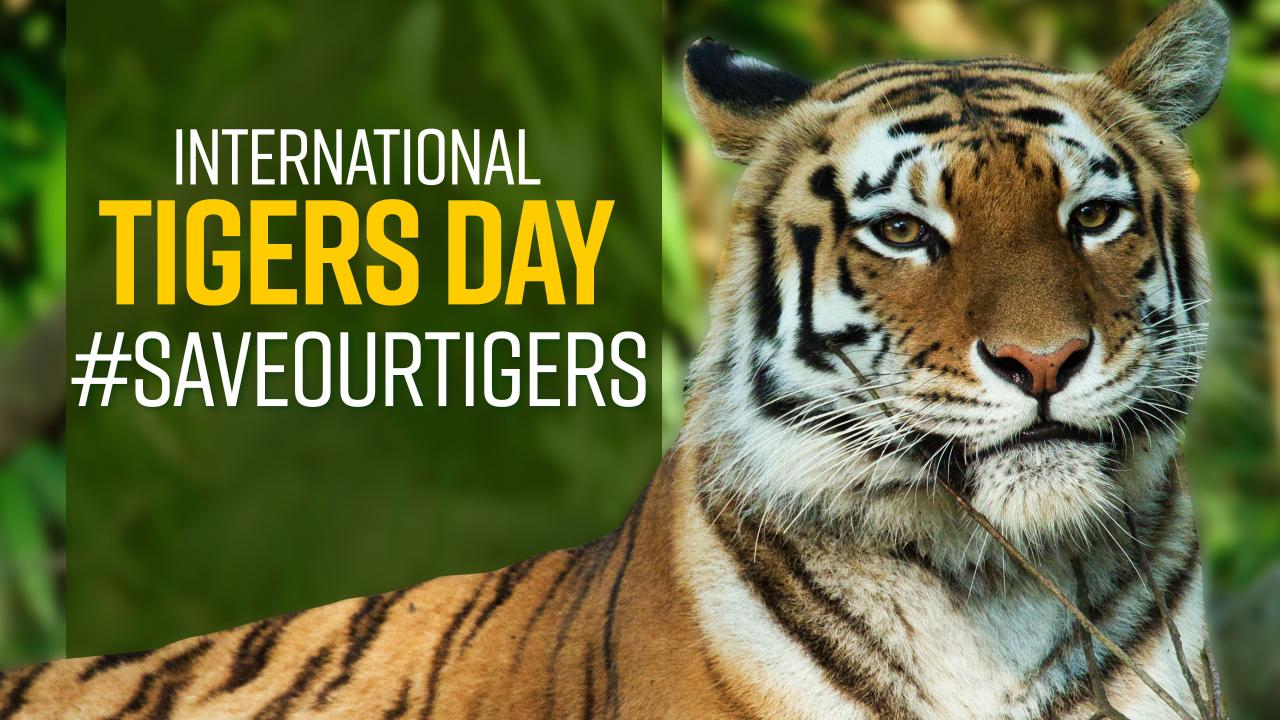 International Tiger Day 2021 PM Modi Tweets Everything You Need to