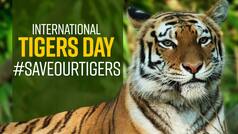 International Tiger Day 2021 : PM Modi Tweets | Everything You Need to Know About Tiger Day It's History And Significance