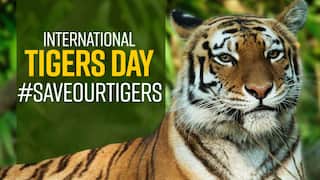 International Tiger Day 2021 : PM Modi Tweets | Everything You Need to Know About Tiger Day It's History And Significance