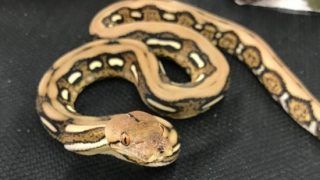 Absolute Horror: Man Bitten in Genital Area by a Python While He Was Sitting on The Toilet!