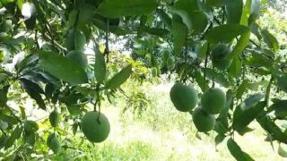 This Single Mango Tree Has 121 Varieties of The Fruit in UP's Saharanpur, Turns Into A Tourist Attraction