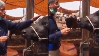 Viral Video: Pakistani Reporter Interviews Buffalo, Asks 'Lahore Kaisa Laga Aapko?'| WATCH the Buffalo's Hilarious Reply