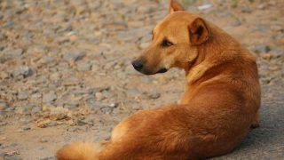 Another Case of Animal Cruelty: Miscreant Kills Stray Dog With Air Gun In Mangaluru