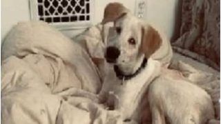 Heartwarming: Stray, Blind Dog From UP's Jhansi Finds Loving Home in US