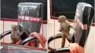 Viral Video: Monkey Plays Around in Principal's Chair at Gwalior School, Leaves People Amused With His Funny Antics  | Watch