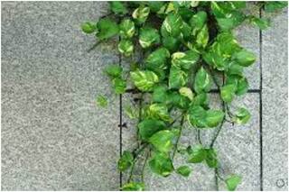 वास्तु टिप्स: घर में लगा गलत मनी प्लांट करोड़पति को भी बना सकता है कंगाल, जान लें इससे जुड़े कुछ खास नियम