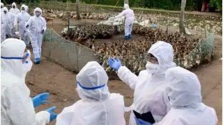 Haryana News: हरियाणा के गुरुग्राम में Bird Flu से बच्चे की मौत, दहशत में स्थानीय लोग