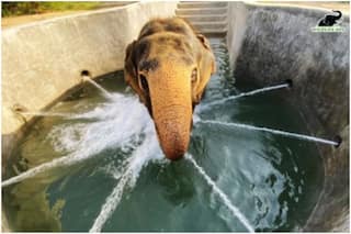 Elephants in Agra Shelter Beat The Heat in Jumbo-Sized Swimming Pools | See Pics