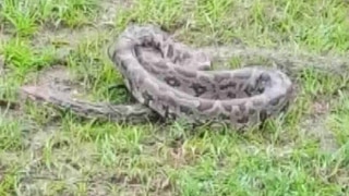 Odisha Fisherman Catches 7-Feet-Long Python in His Fishing Net, Later Released Into Forest | See Pics