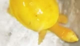 Rare Yellow Turtle Weighing 2 Kg Spotted in Odisha's Bhadrak, Rescued by School Teacher