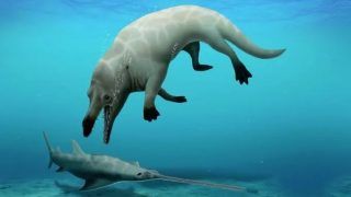 Semi-Aquatic Whale That Lived 43 Million Years Ago Named After Ancient Egyptian God