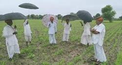 Farmers Sing Tejaji Songs: राजस्थान में जब किसान गाते हैं तेजाजी के गीत, होने लगती है झमाझम बारिश! कैम्ब्रिज करेगा शोध