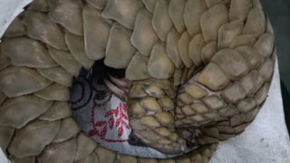 Rare Species of Pangolin Spotted Roaming on Noida Streets, Handed Over to Forest Department | Watch