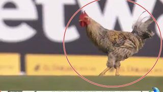 CPL 2021: मैच के दौरान मैदान में घुस आया मुर्गा, फैंस को आई 'जार्वो 69' की याद