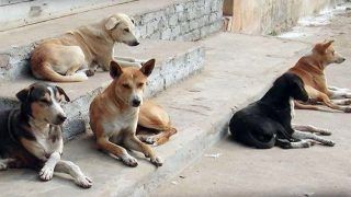 Outrage on Twitter After 300 Stray Dogs Killed With Poisonous Injections & Dumped in Pit in Andhra Pradesh