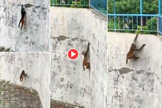 Bandar Ka Video: बंदर नहीं स्पाइडर-मैन है ये पूरा, इतनी ऊंची दीवार पर चढ़ा गया, फिर जो किया हंसी नहीं रुकेगी