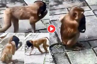 Bandar Ne Lagaya Mask: जब बंदर ने लगा लिया मास्क, फिर जो हुआ हंसी नहीं रुकेगी | Viral हो रहा मजेदार Video