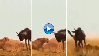 Jungle Ka Video: तेंदुए पर ही भारी पड़ गया उसका शिकार, बुरी तरह खदेड़ दिया | Viral हो रहा वीडियो