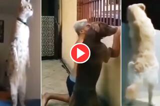 Padosi Ki Ladai Ka Funny Video: सुनी पड़ोसी के झगड़े की आवाज, छिपकर देखने लगे बिल्ली-डॉगी और ये आदमी | देखिए फिर क्या हुआ