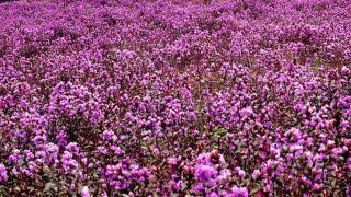 World's Rarest Flower, Neelakurinji, That Blooms Only Once in 12 Years Covers Kerala in Hues of Blue