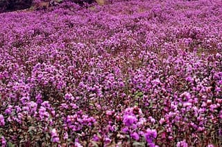 Watch: Neelakurinji Flowers, Which Bloom Once in 12 Years, Cover Kerala in Hues of Blue
