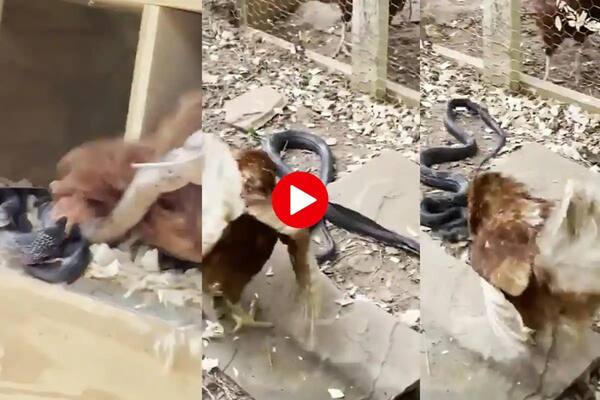 Viral Video: Chicken Shows Snake Who's The Boss Of This Farm | Watch