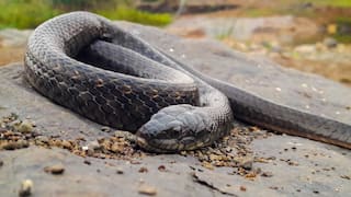 Bizarre Revenge: Odisha Man Bites Snake to Death After Being Bitten by The Serpent