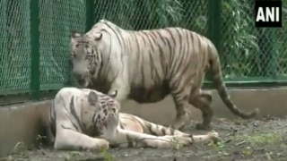 Surat Zoo Gets Pair of Majestic White Tigers From Rajkot Under Animal Exchange Programme | Watch