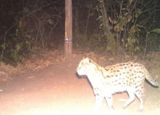 Fishing Cat: पन्ना टाइगर रिजर्व में दिखी दुर्लभ फिशिंग कैट, विलुप्त होने की कगार पर है ये मछली खाने वाली बिल्ली